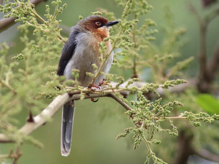 Chapin's Apalis