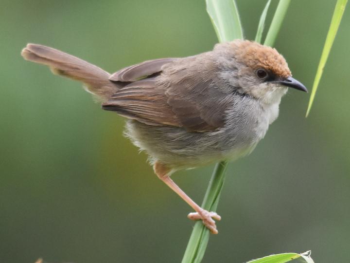 Chubb's Cisticola