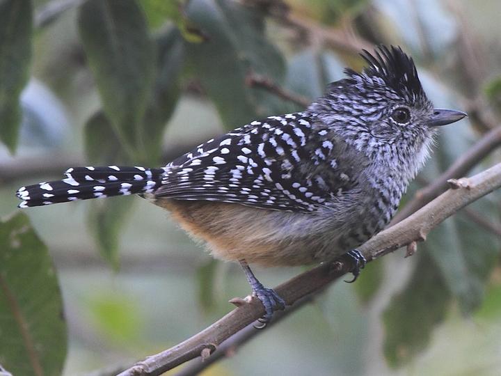 Chapman's Antshrike