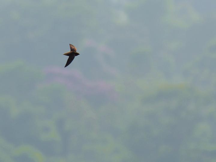 Chapman's Swift
