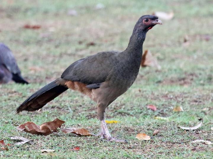 Chaco Chachalaca