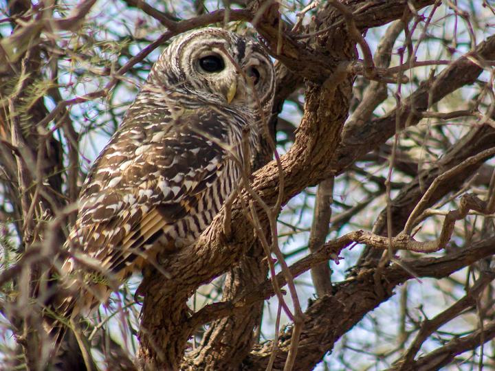 Chaco Owl