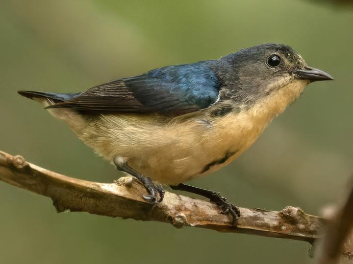Cambodian Flowerpecker