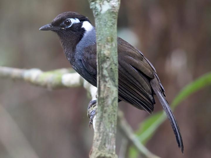 Cambodian Laughingthrush