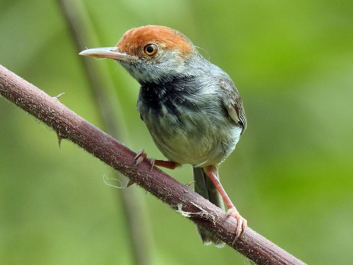 Cambodian Tailorbird