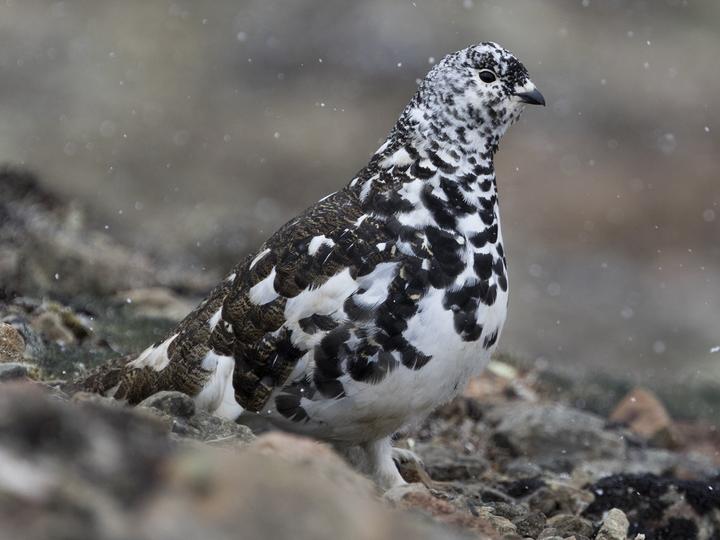 Willow Ptarmigan