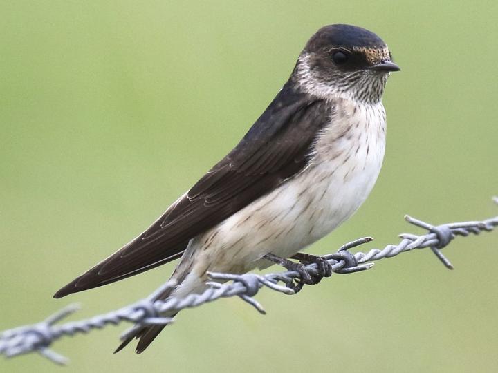 Tree Martin