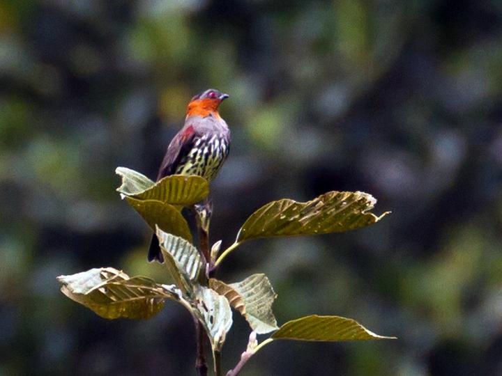 Chestnut-crested Cotinga