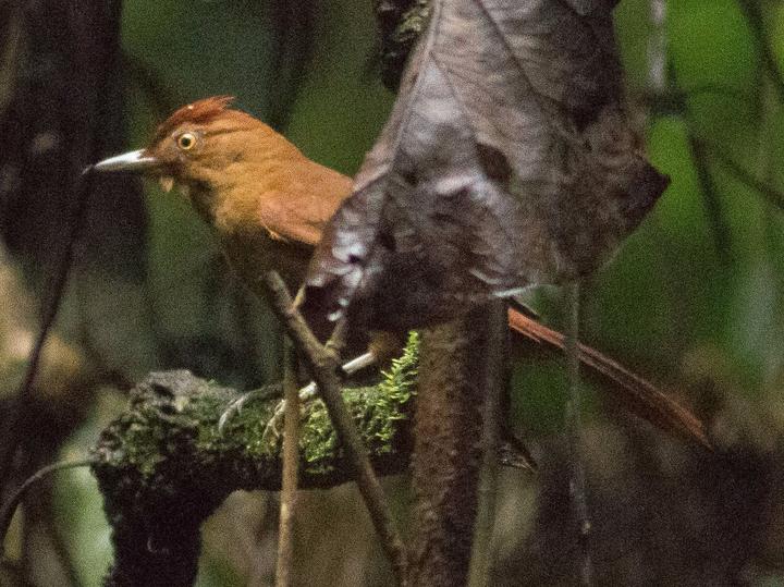 Chestnut-crowned Foliage-gleaner