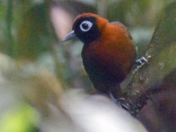 Chestnut-crested Antbird