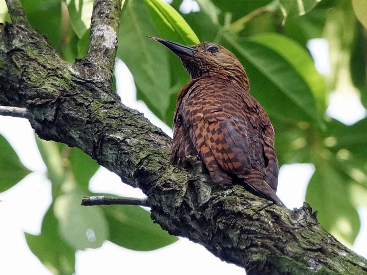 Rufous Woodpecker