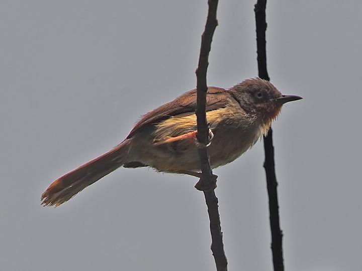 Chestnut-throated Apalis