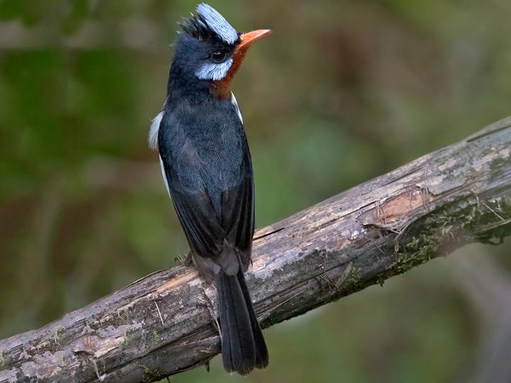 Chestnut-throated Flycatcher