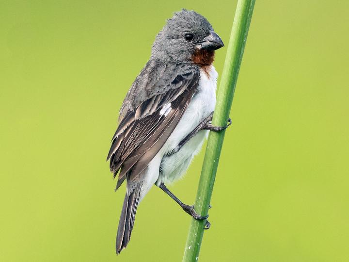 Chestnut-throated Seedeater