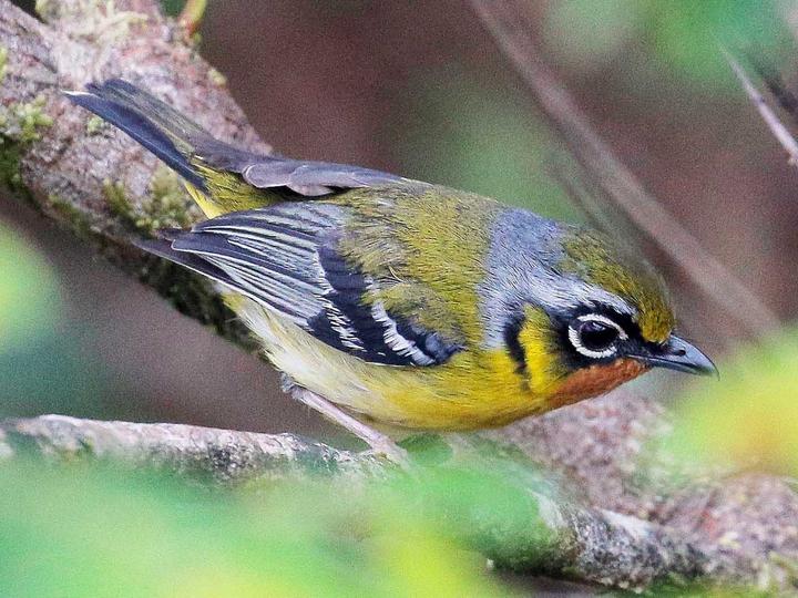 Black-eared Shrike-babbler