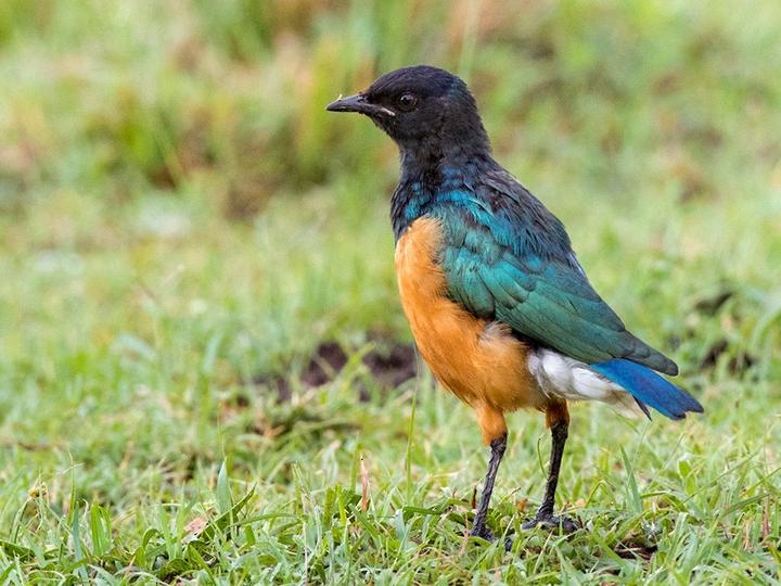 Superb Starling
