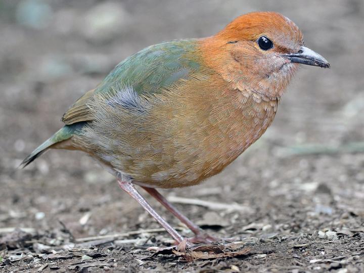 Rusty-naped Pitta