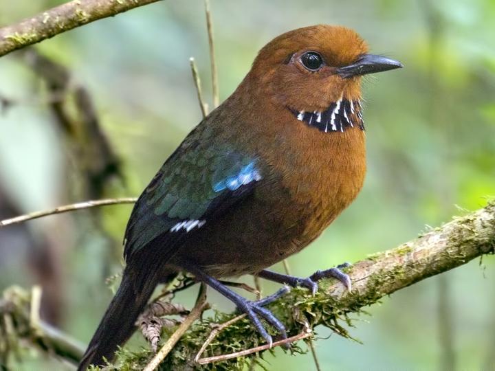 Rufous-headed Ground Roller