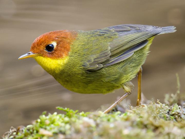 Chestnut-headed Tesia