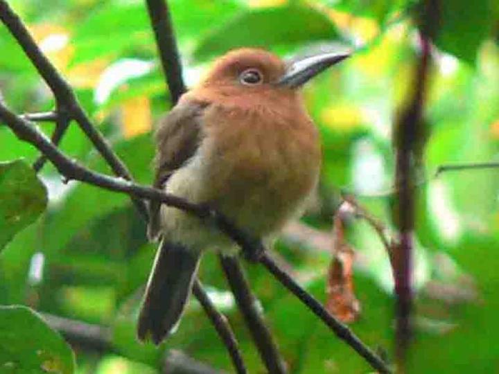 Chestnut-headed Nunlet