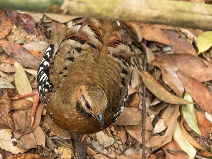 Chestnut-headed Partridge