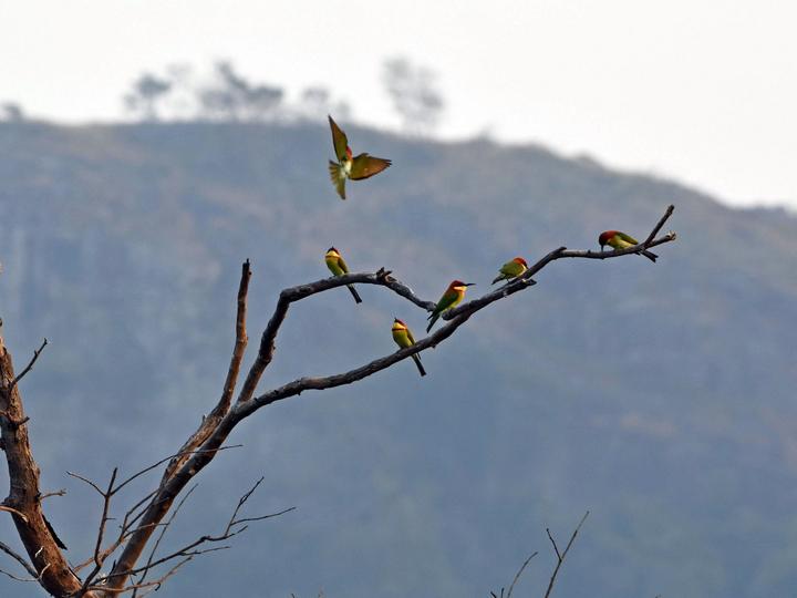 Chestnut-headed Bee-eater