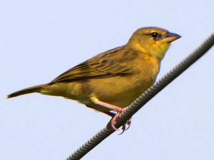 Taveta Weaver