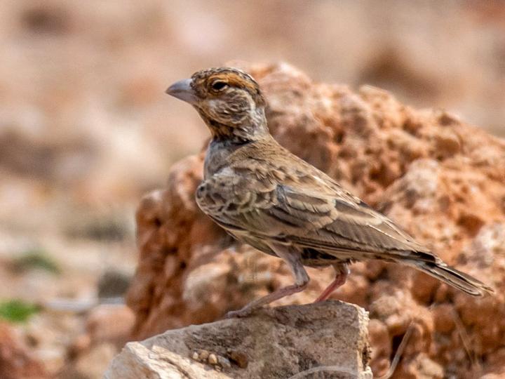 Chestnut-headed Sparrow-Lark