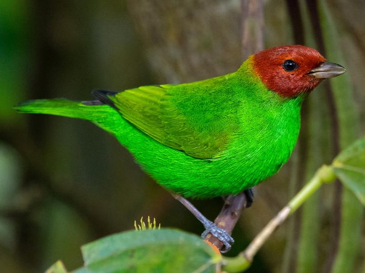Bay-headed Tanager