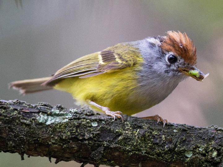 Chestnut-crowned Warbler