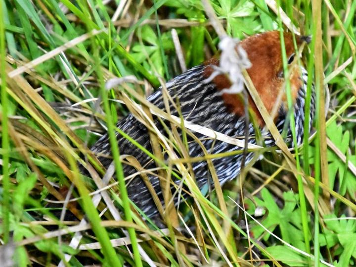 Striped Flufftail