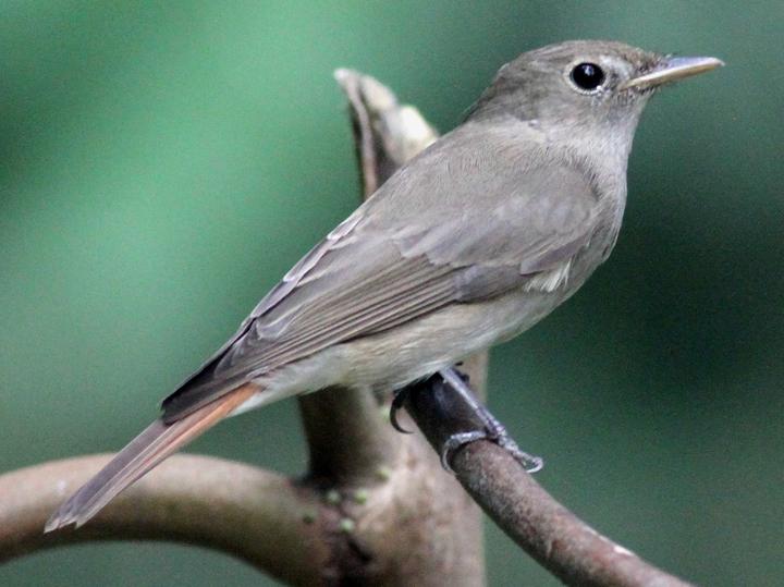 Rusty-tailed Flycatcher