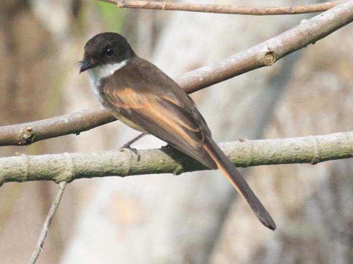 Cinnamon-tailed Fantail