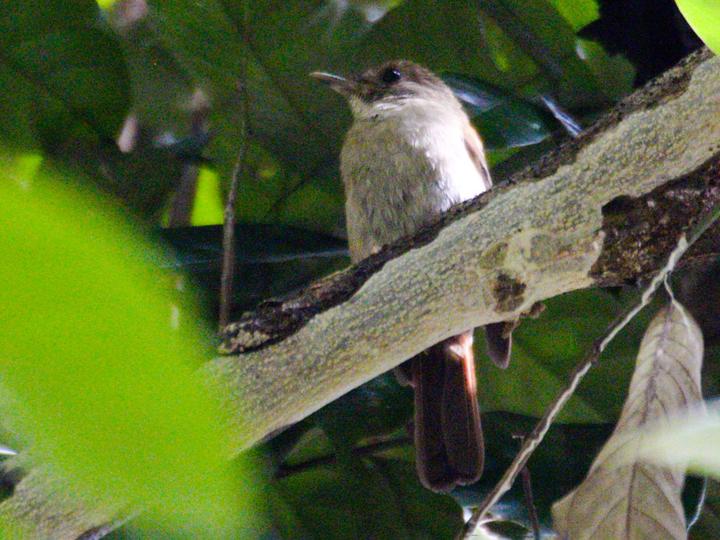 Sula Jungle Flycatcher