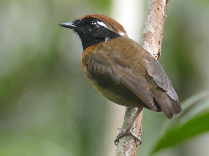 Chestnut-belted Gnateater