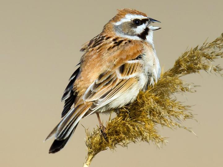 Jankowski's Bunting