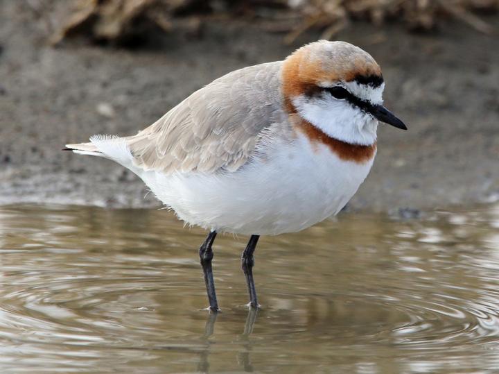 Chestnut-banded Plover