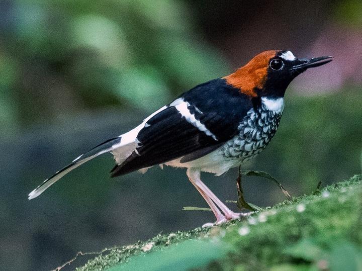 Chestnut-naped Forktail