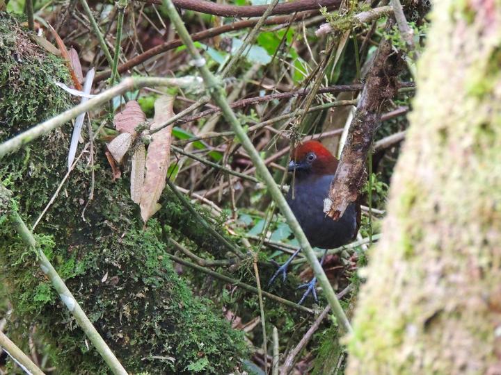 Chestnut-naped Antpitta