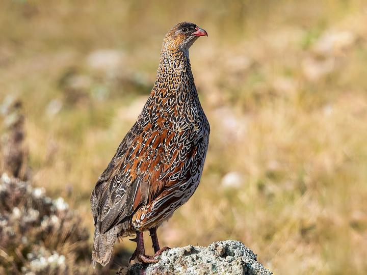 Chestnut-naped Spurfowl