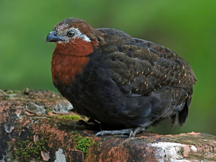 Chestnut Wood Quail