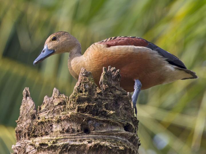 Lesser Whistling Duck