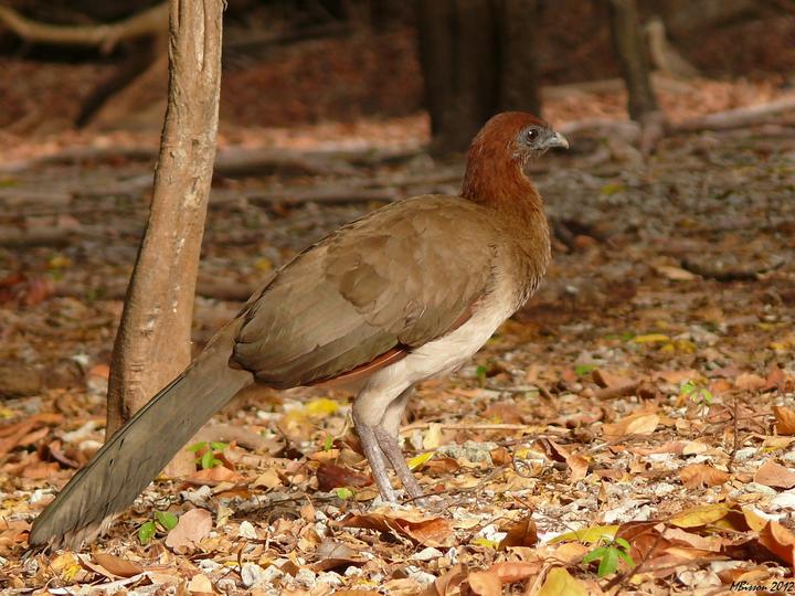 Chestnut-winged Chachalaca