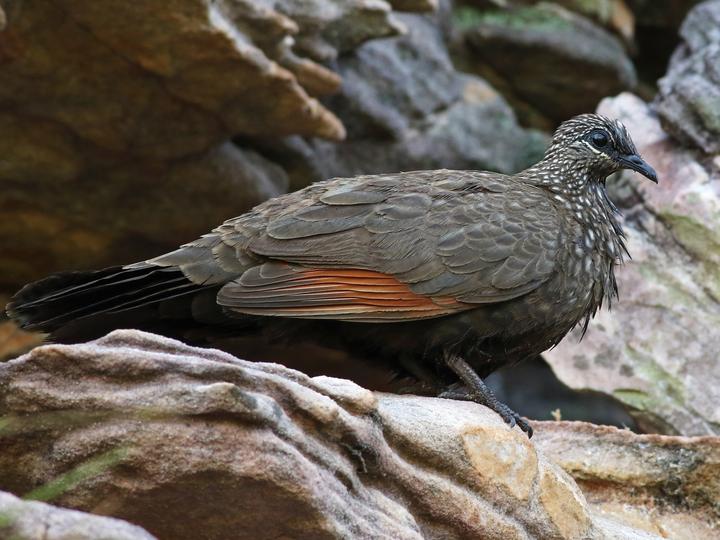Chestnut-quilled Rock Pigeon