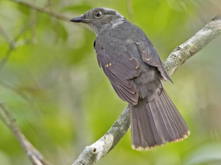 Cinereous Mourner