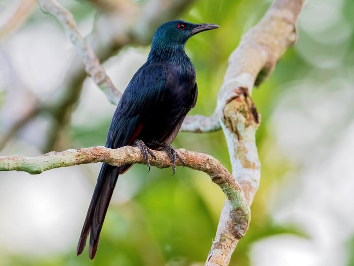 Chestnut-winged Starling