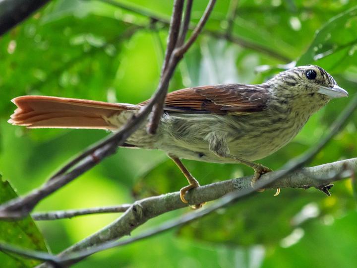 Chestnut-winged Hookbill