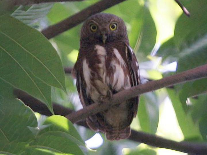 Javan Owlet