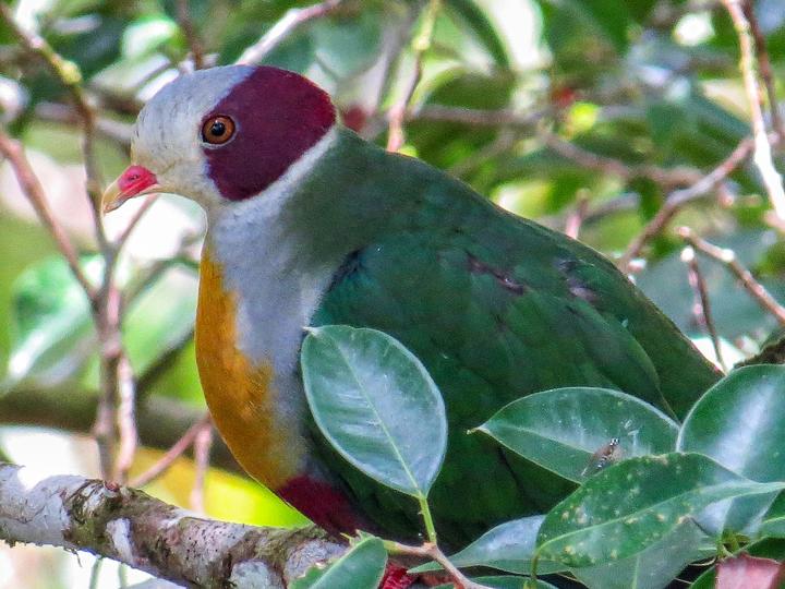 Yellow-breasted Fruit Dove