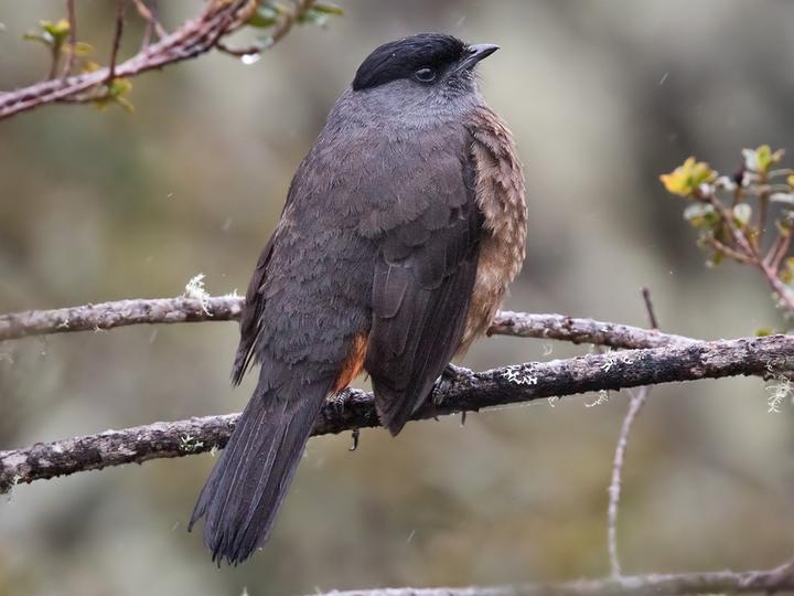 Bay-vented Cotinga